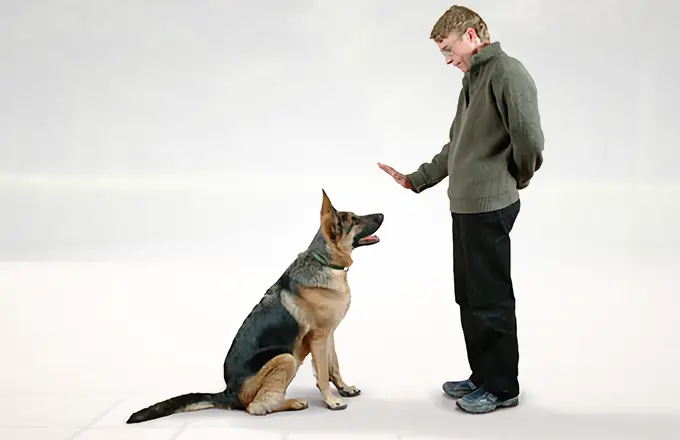 in-home dog training Pickering