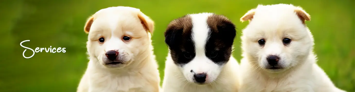 dog training Pickering Ontario